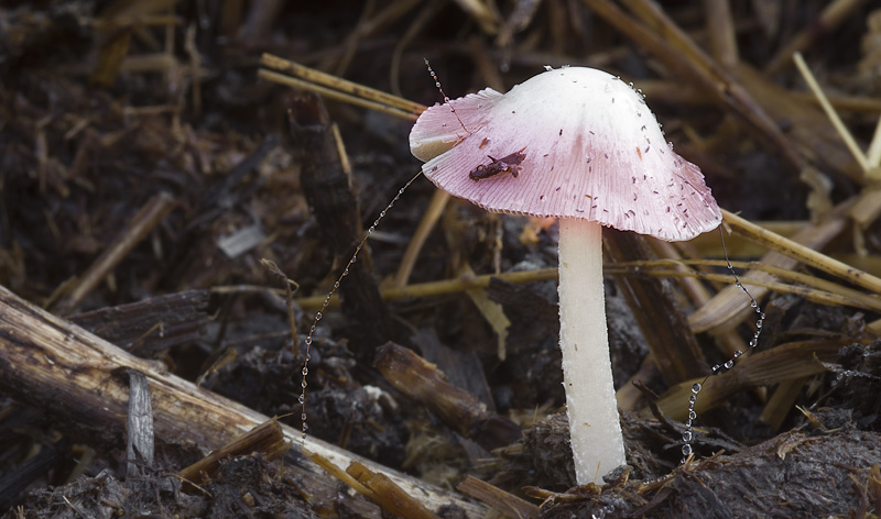 Bolbitius coprophilus